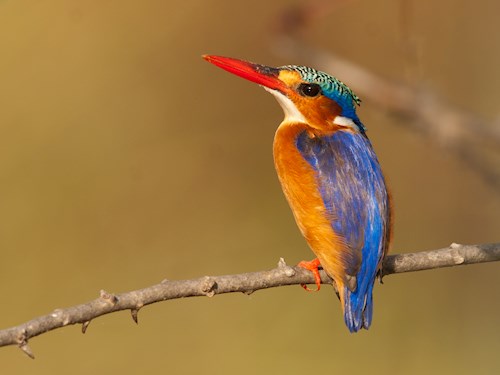 Gambia